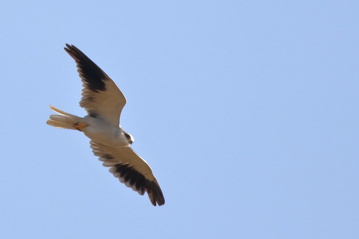 Black-winged Kite - Satish Sasi