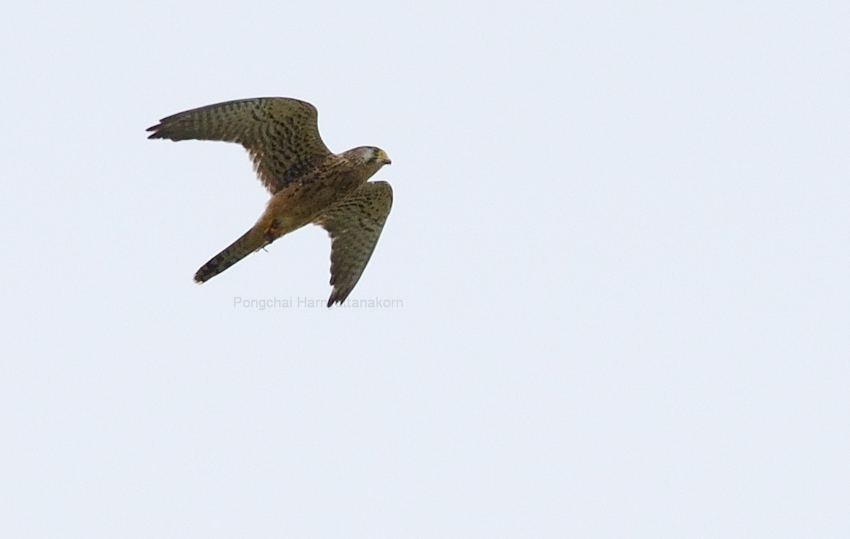 Eurasian Kestrel - ML122668961