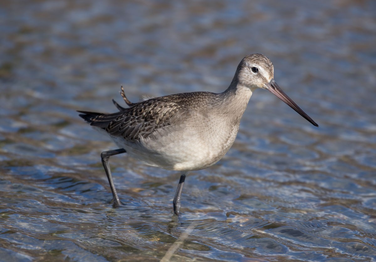 Hudsonian Godwit - ML122670031