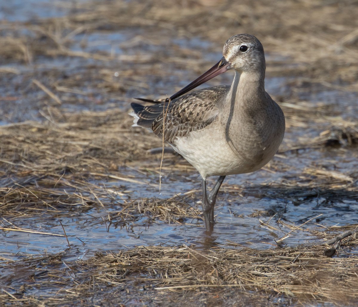 Hudsonian Godwit - ML122670061