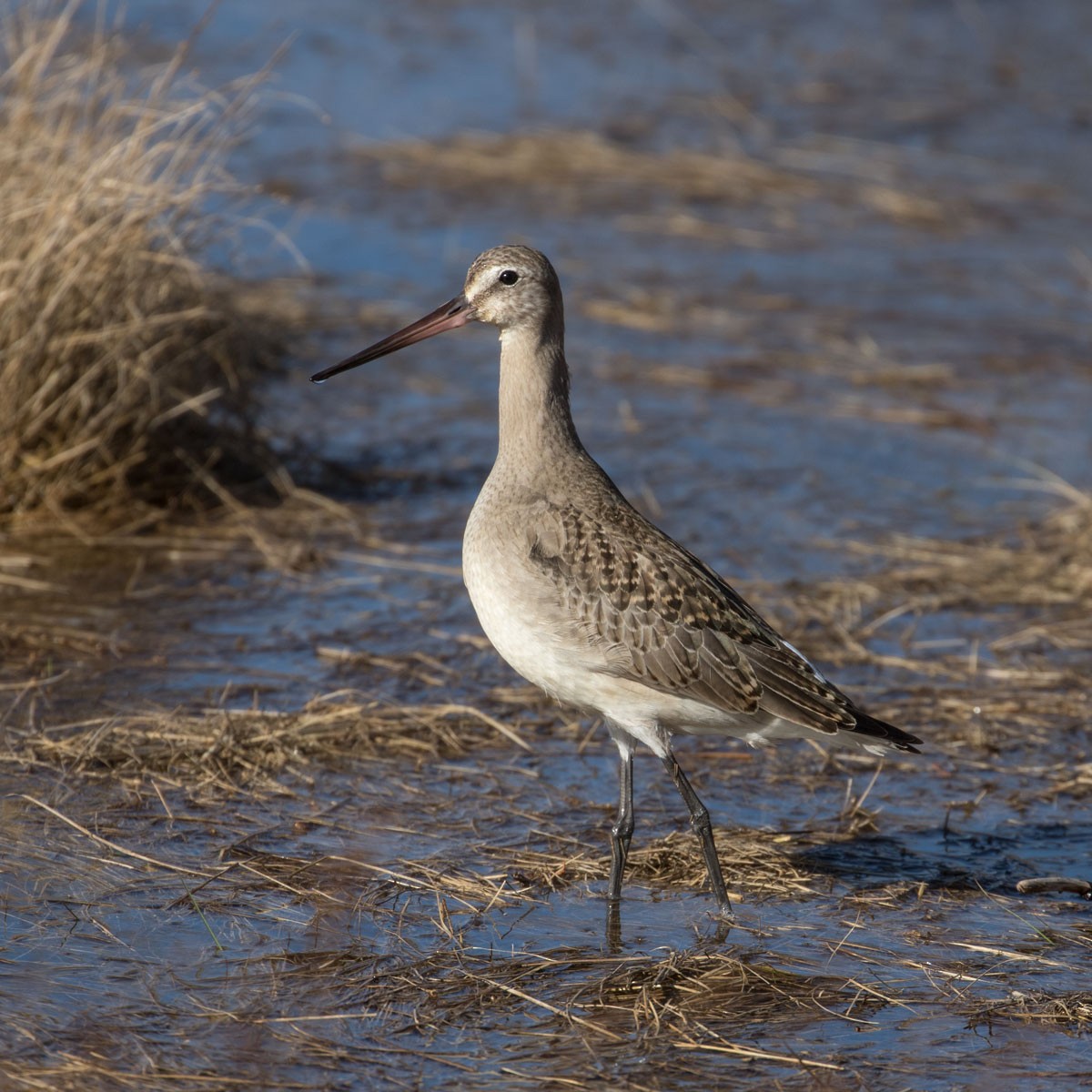 Hudsonian Godwit - Charles Whitney