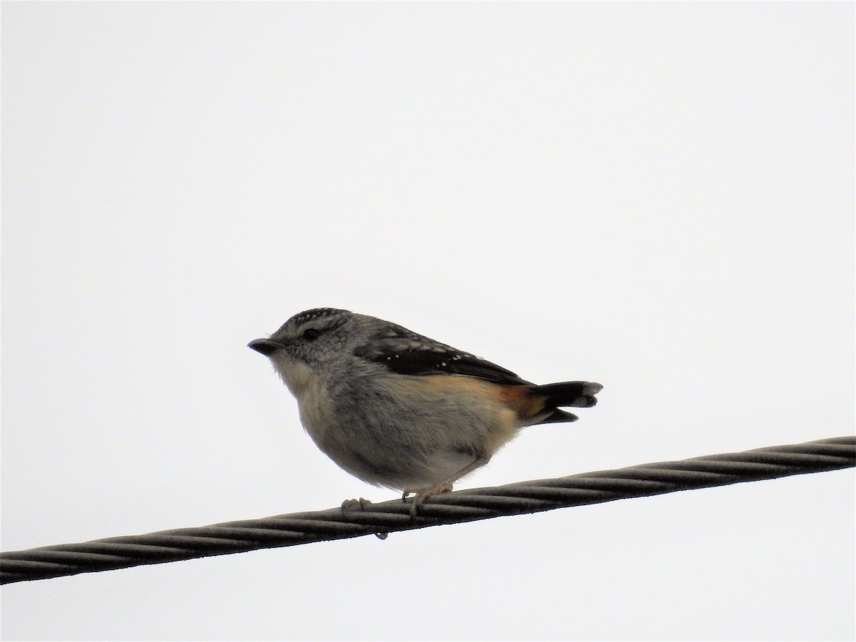 Spotted Pardalote - Jeffrey Crawley