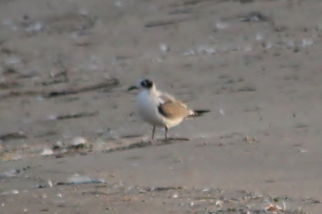 Franklin's Gull - Steve Minard