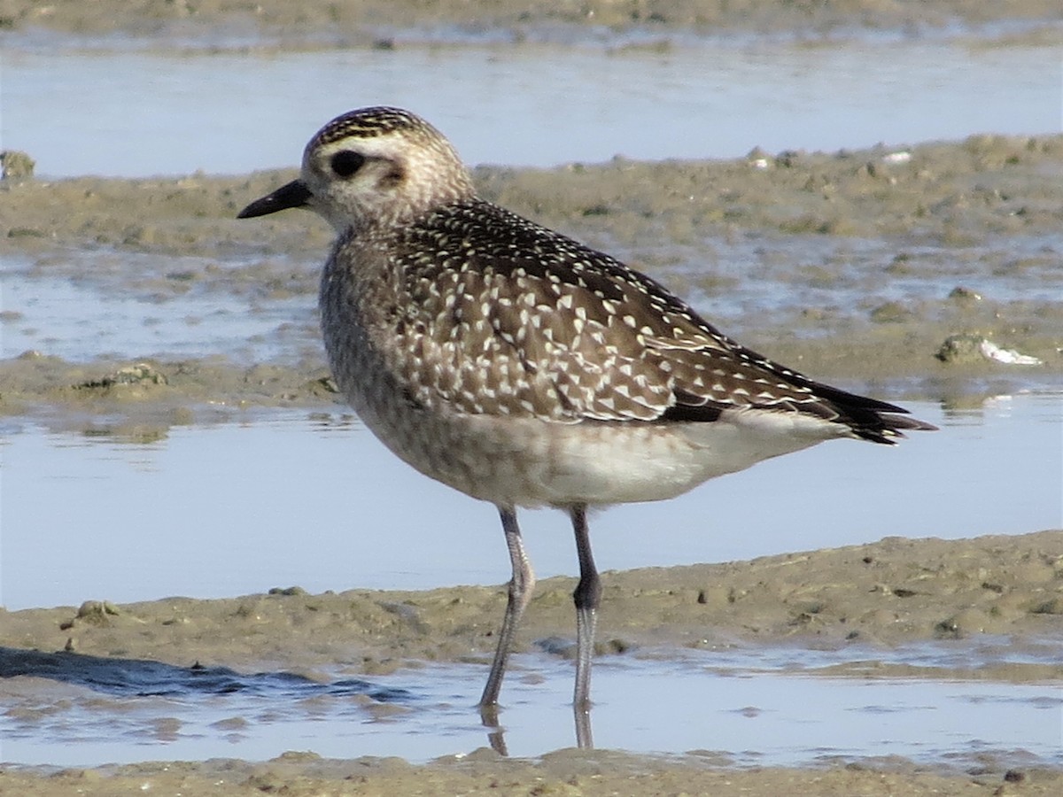 American Golden-Plover - ML122673151