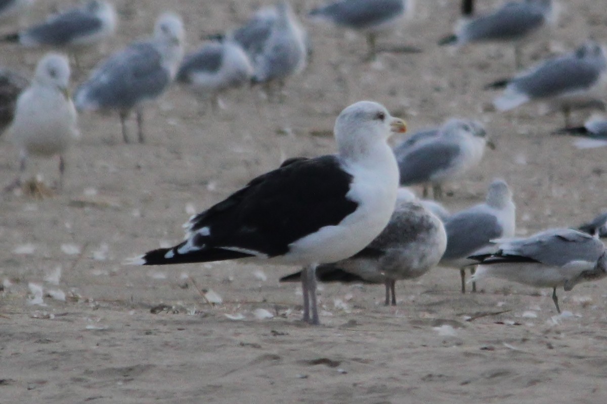 Great Black-backed Gull - Steve Minard