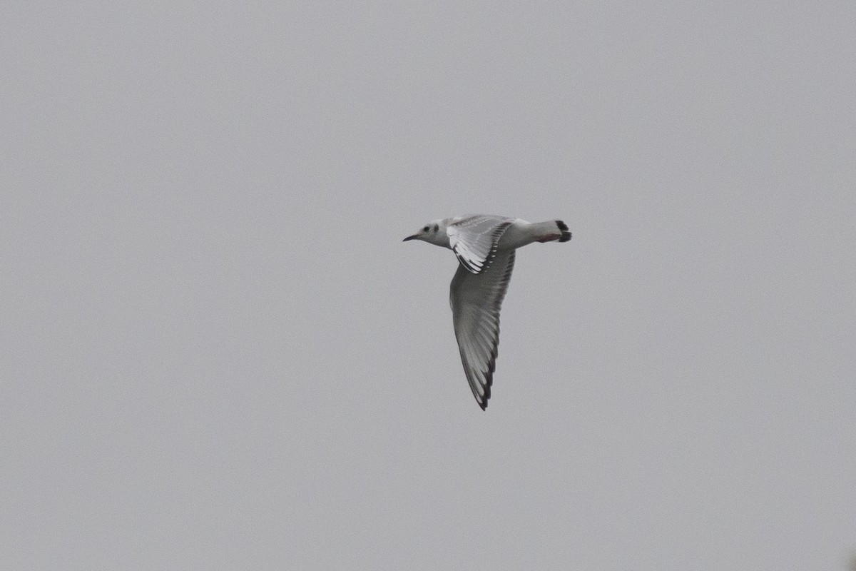 Bonaparte's Gull - ML122674081