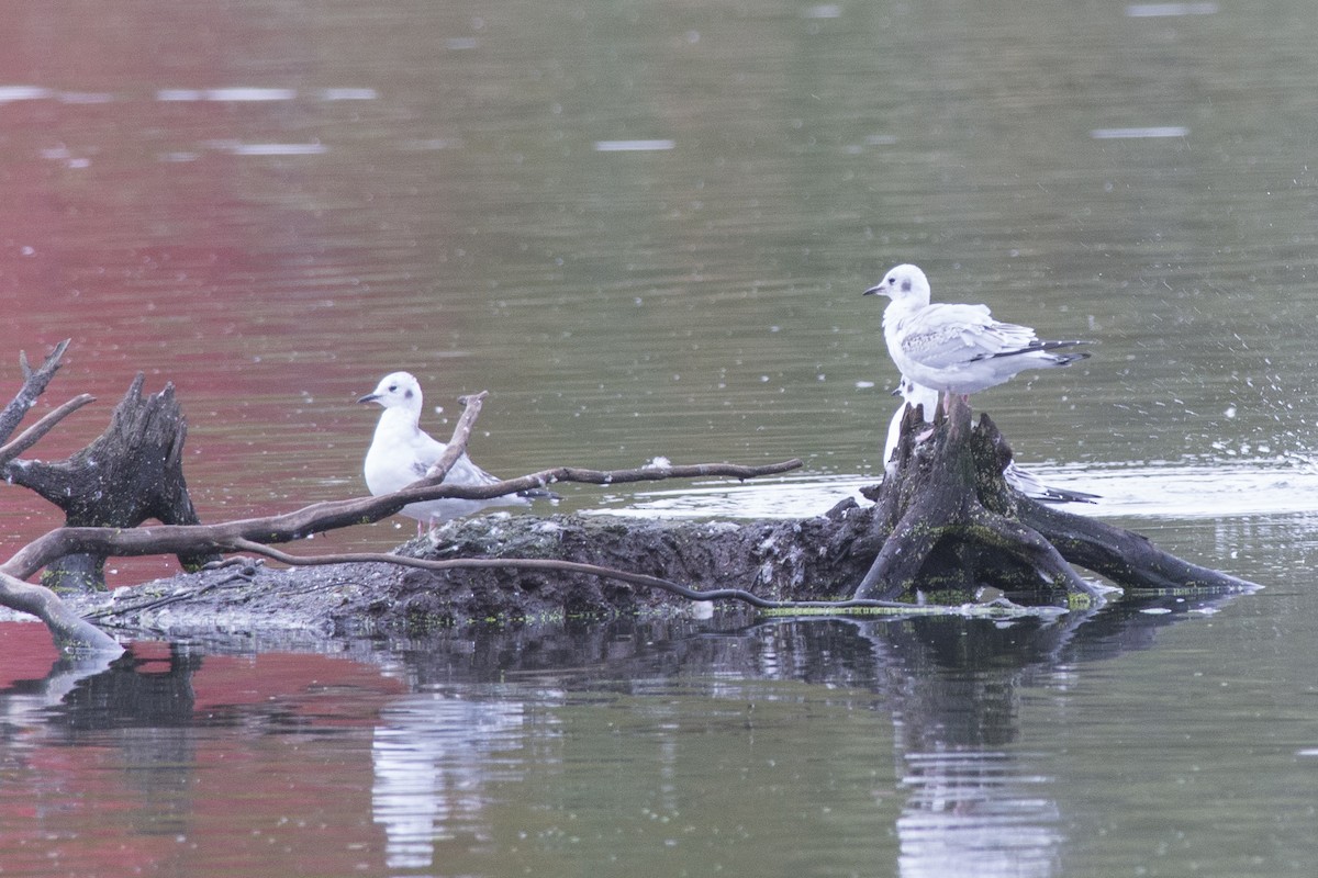 Bonaparte's Gull - ML122674091