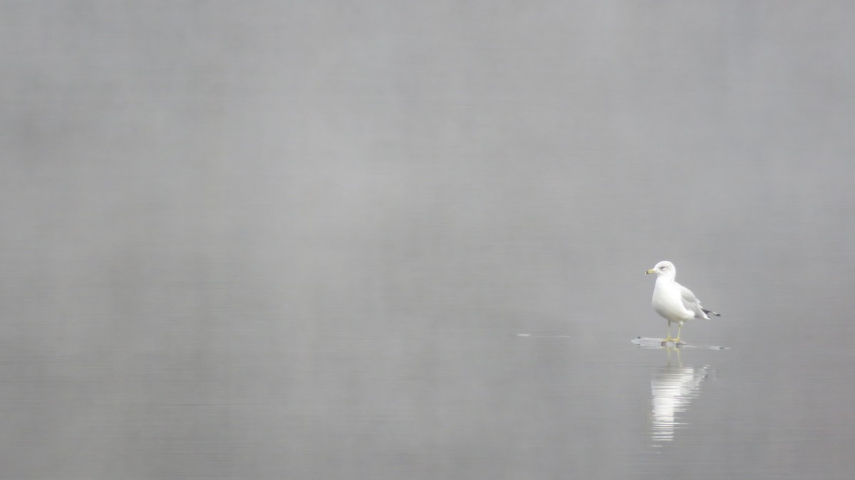 Ring-billed Gull - Jason Hill