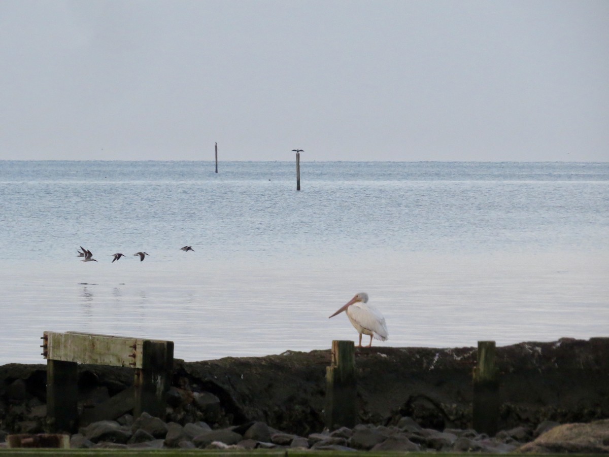 American White Pelican - Holly Cox