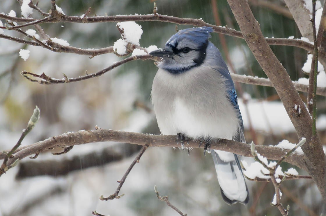 Blue Jay - ML122676751