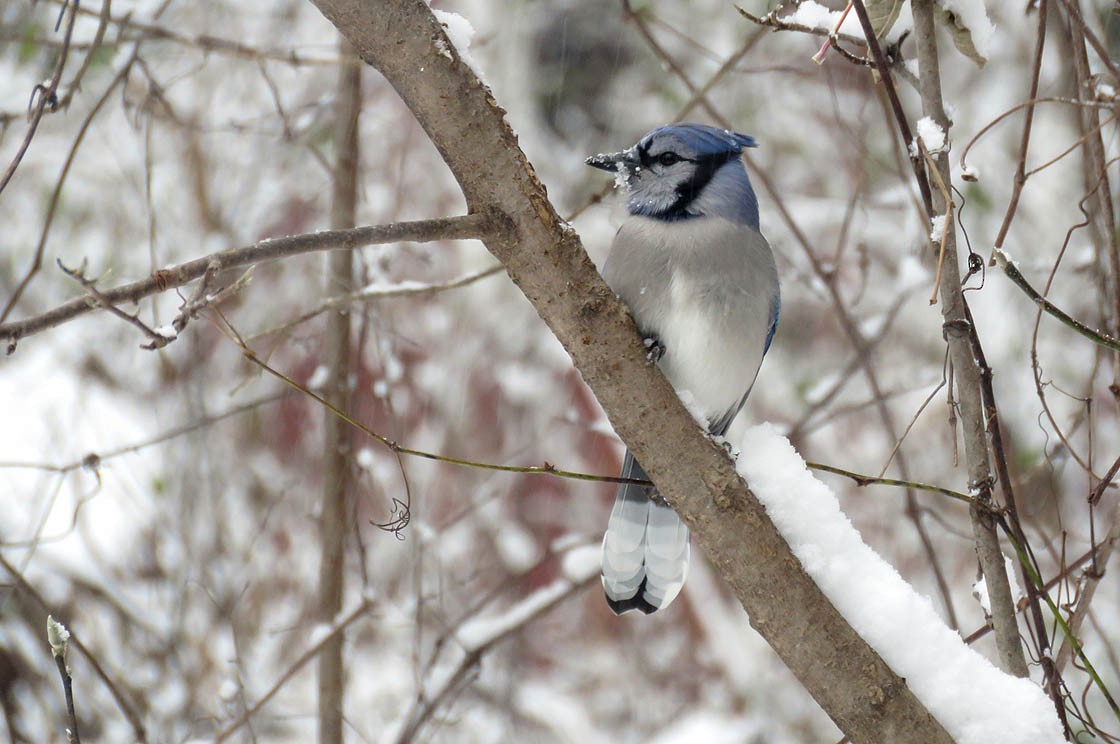 Blue Jay - ML122676761