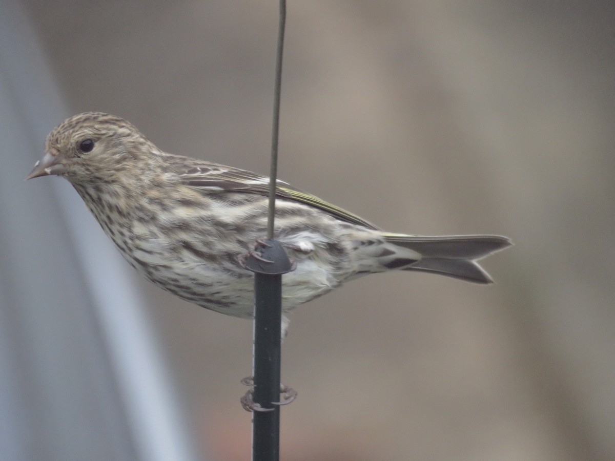 Pine Siskin - ML122680971