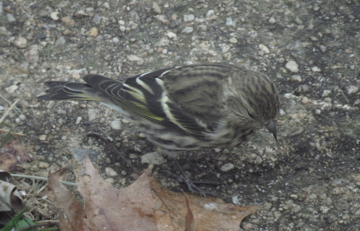 Pine Siskin - ML122681021