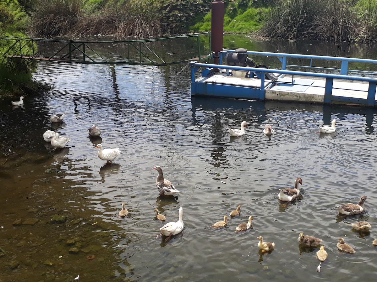 Graylag Goose (Domestic type) - ML122681681