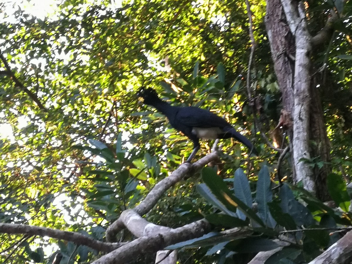 Great Curassow - ML122681881