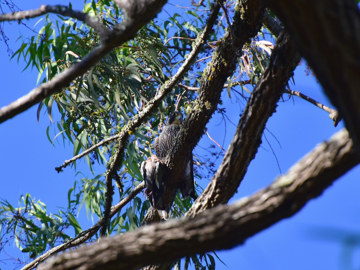 Peregrine Falcon - ML122684081