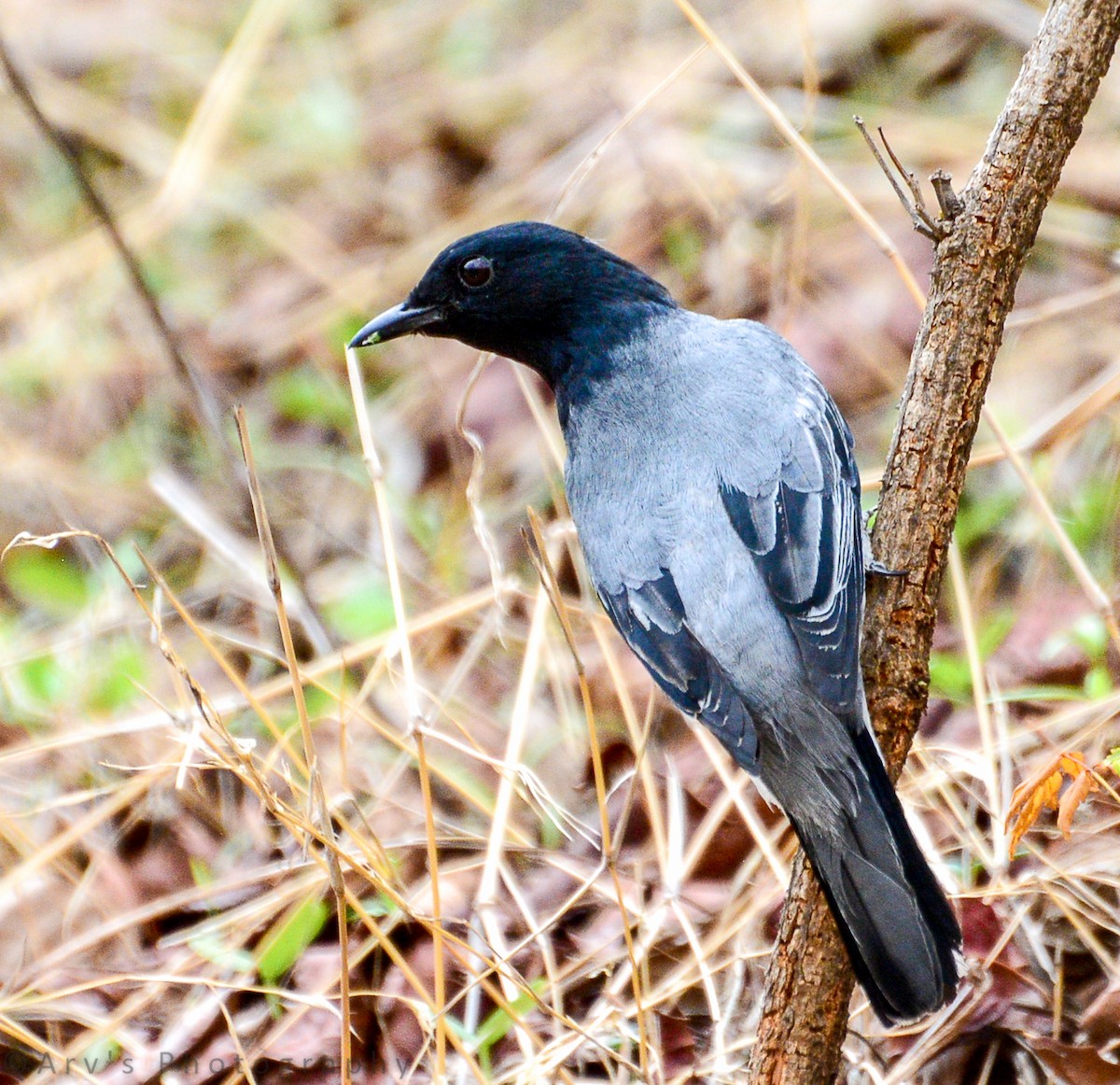 Black-headed Cuckooshrike - ML122685271