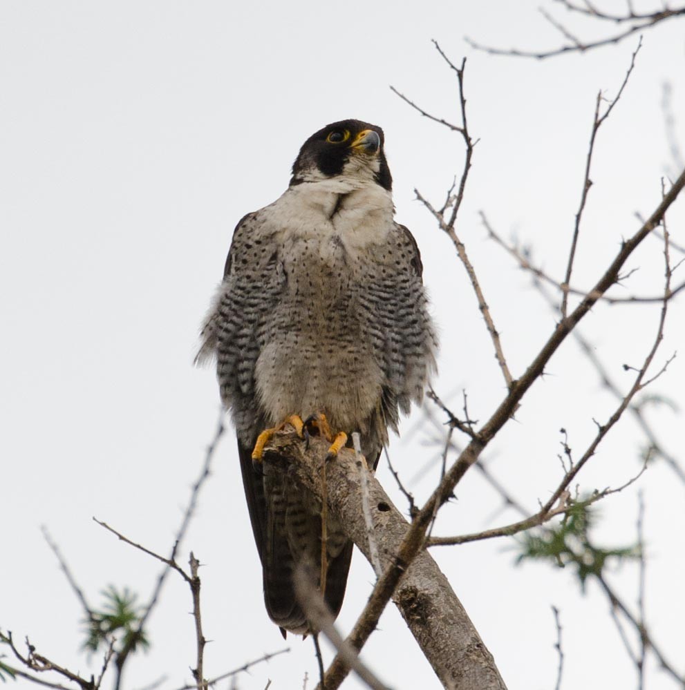 Halcón Peregrino - ML122687161