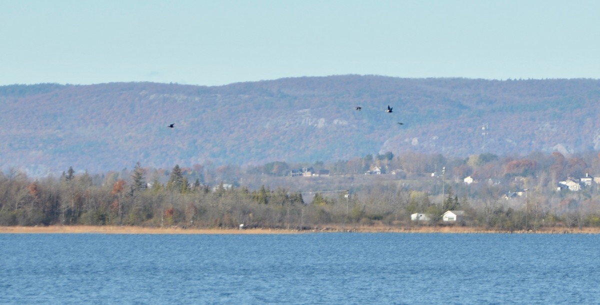 King Eider - ML122687251