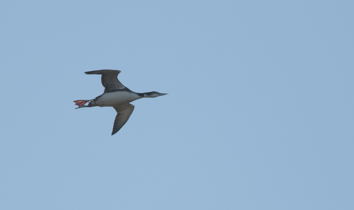 Common Loon - ML122689141