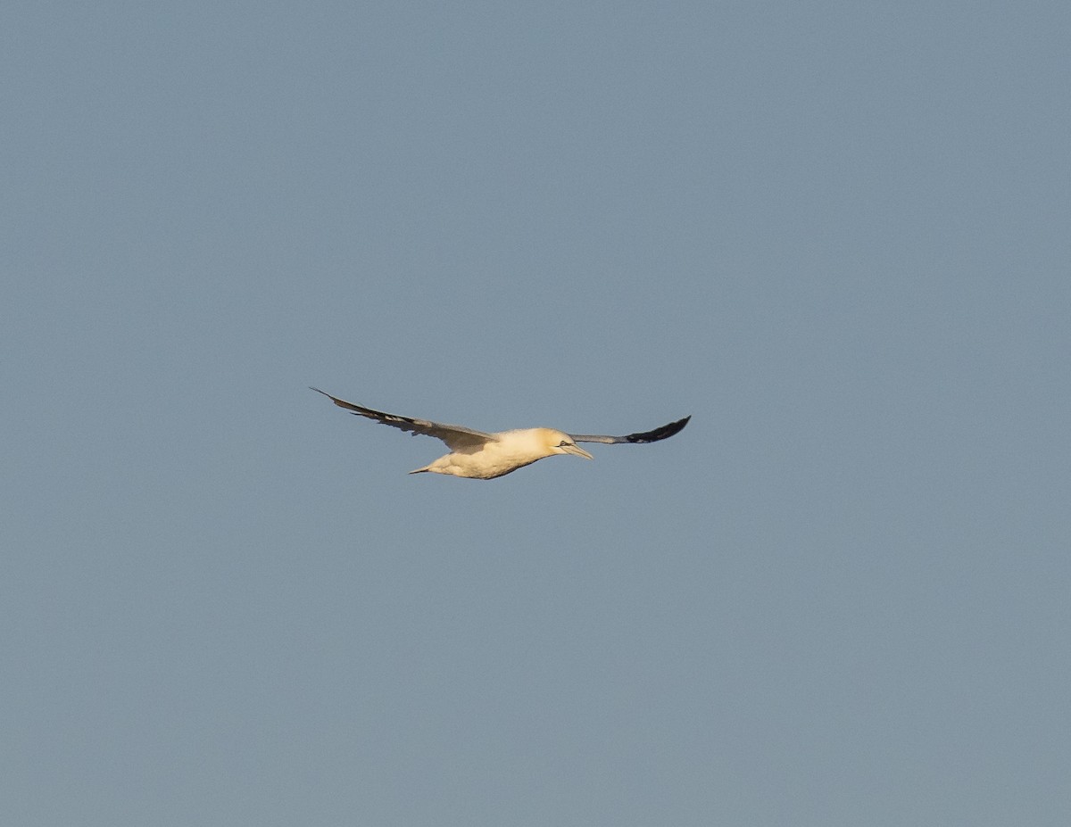 Northern Gannet - ML122689221