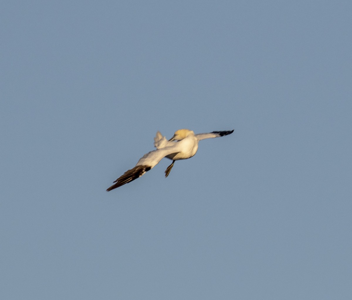 Northern Gannet - Kamella Boullé