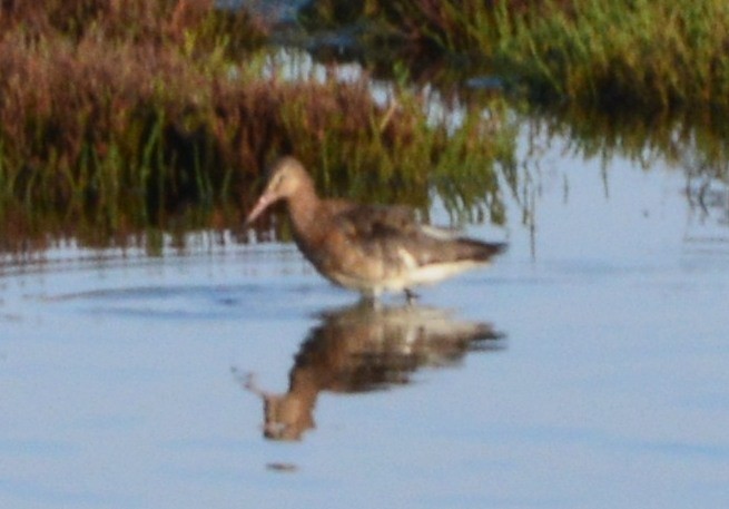 Black-tailed Godwit - ML122690431