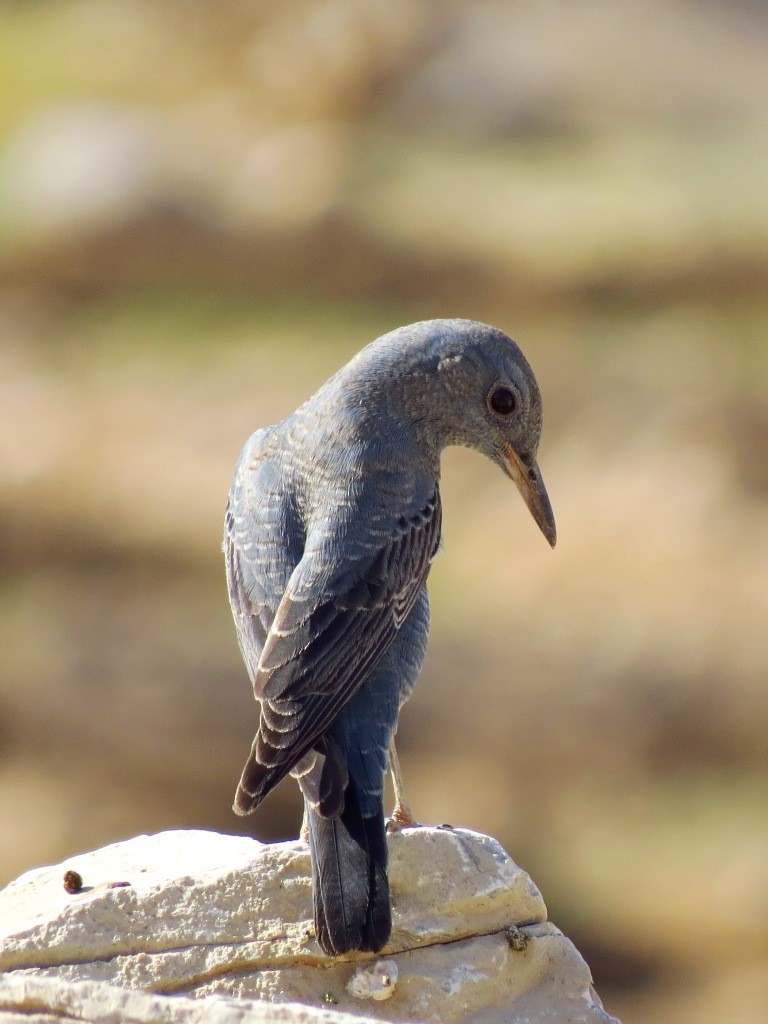 Blue Rock-Thrush - ML122691571