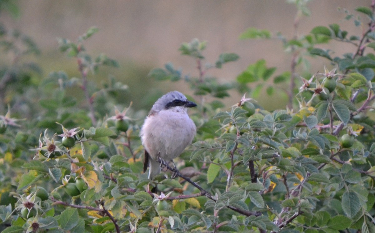 Red-backed Shrike - ML122691611