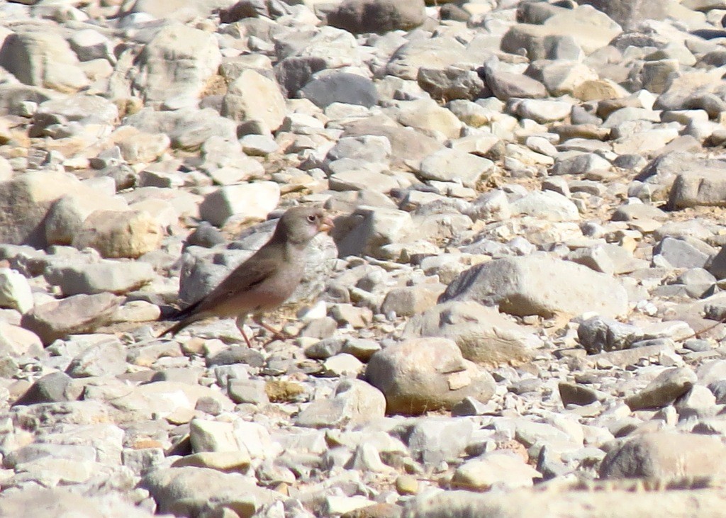 Trumpeter Finch - ML122691631