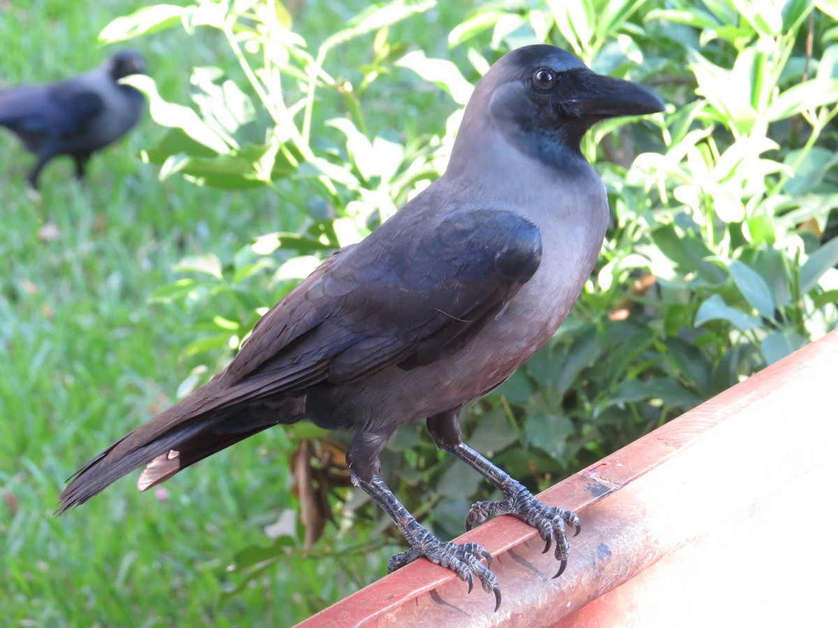 House Crow - ML122692681