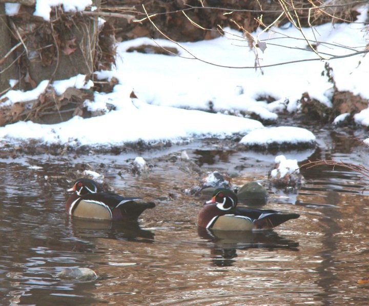 Wood Duck - ML122692761