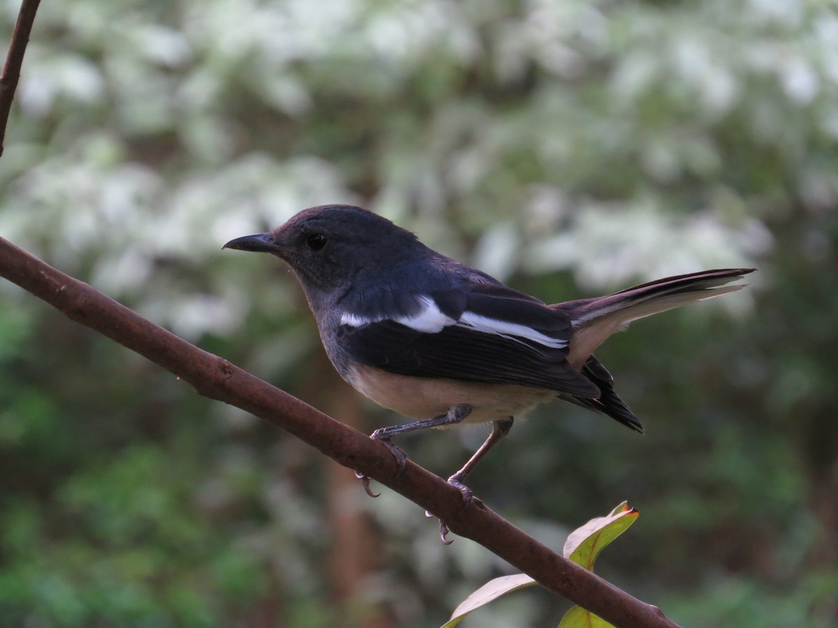 Oriental Magpie-Robin - ML122693071