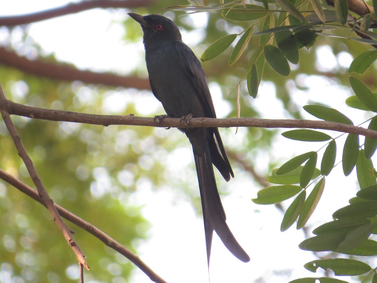 Хар доронго - ML122693291