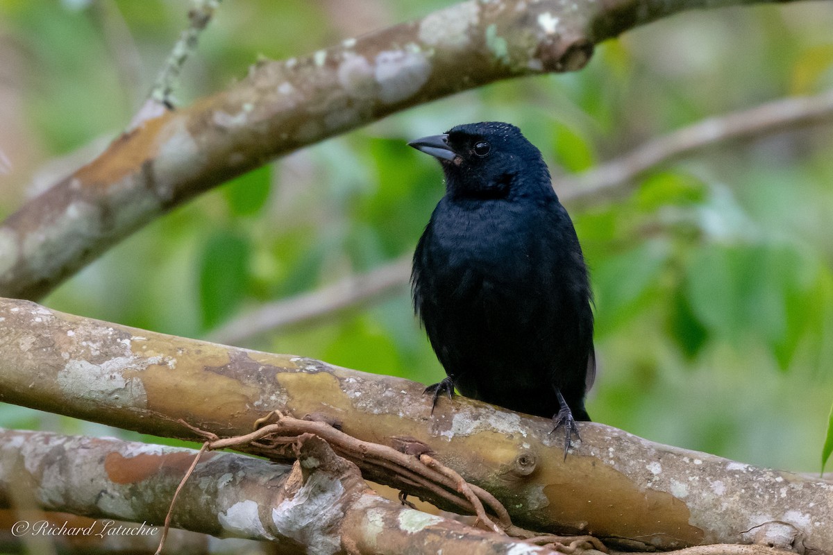 Ruby-crowned Tanager - Richard Latuchie