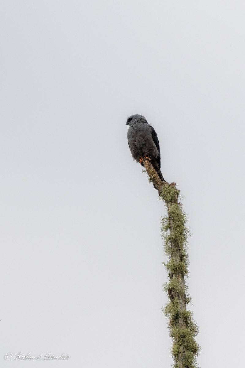 Plumbeous Kite - ML122694101