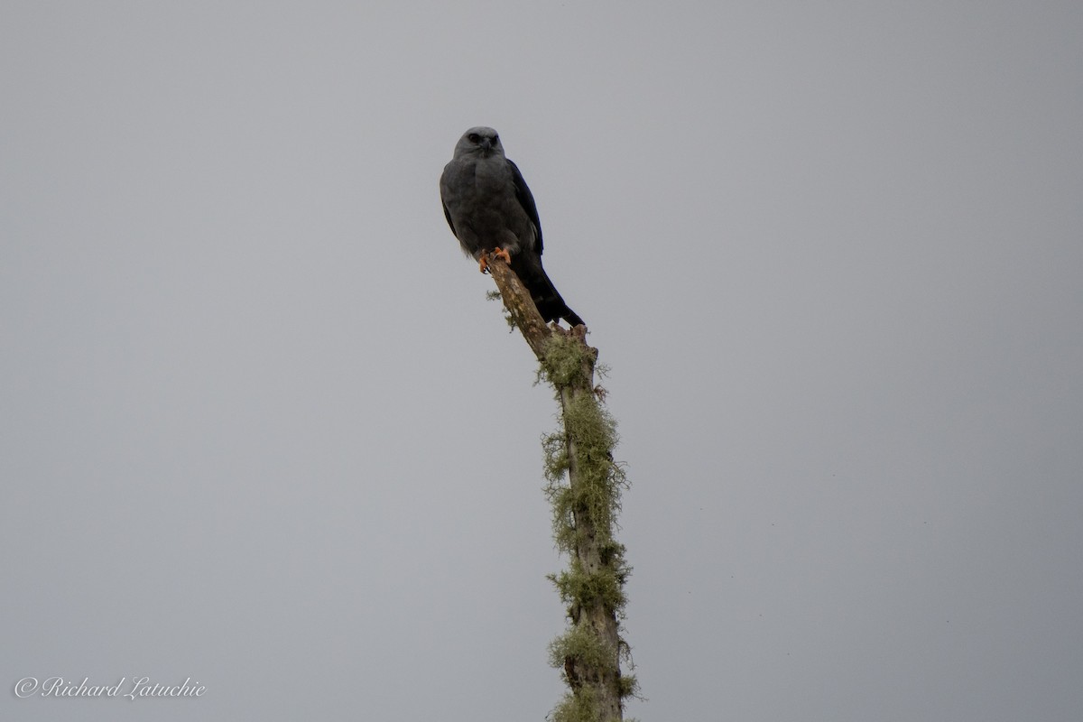 Plumbeous Kite - ML122694141