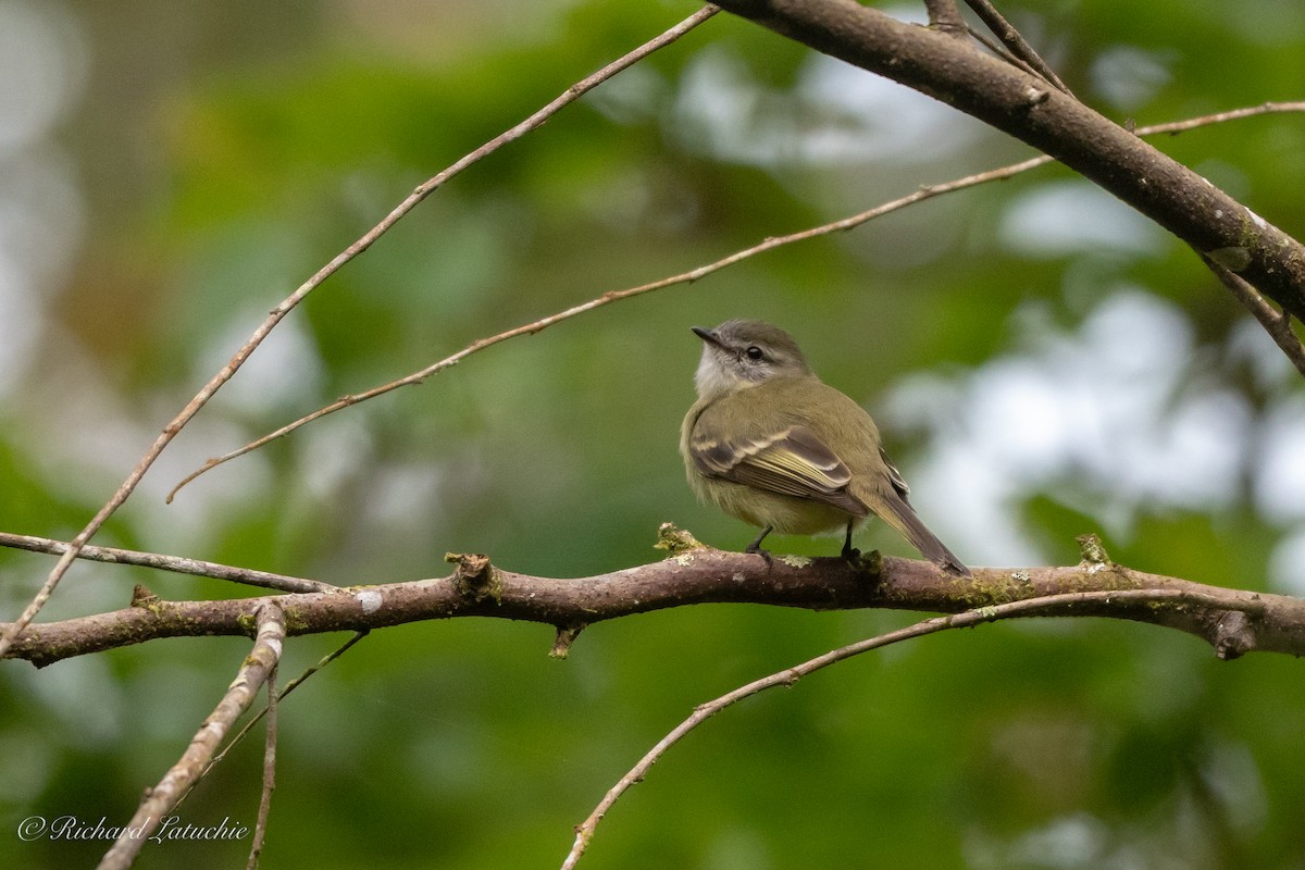 Planalto Tyrannulet - ML122694391