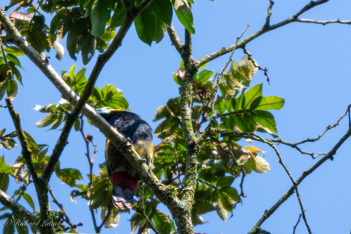 Spot-billed Toucanet - ML122694461