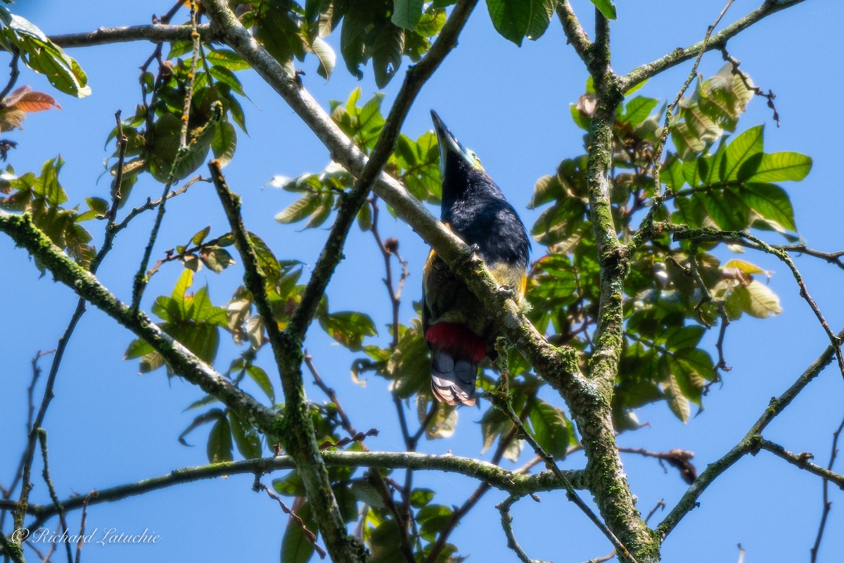 Spot-billed Toucanet - ML122694471