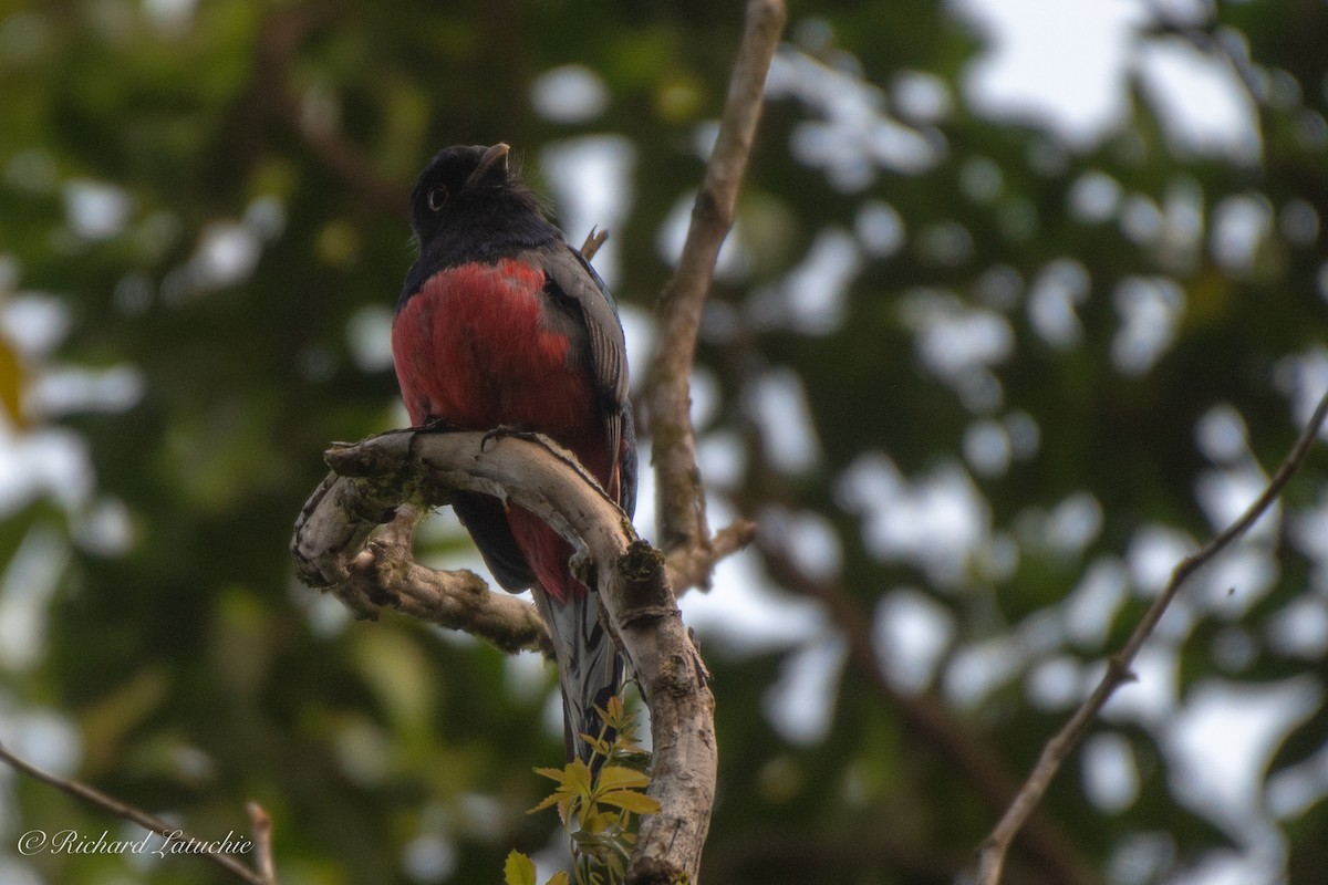 trogon surucua - ML122694521