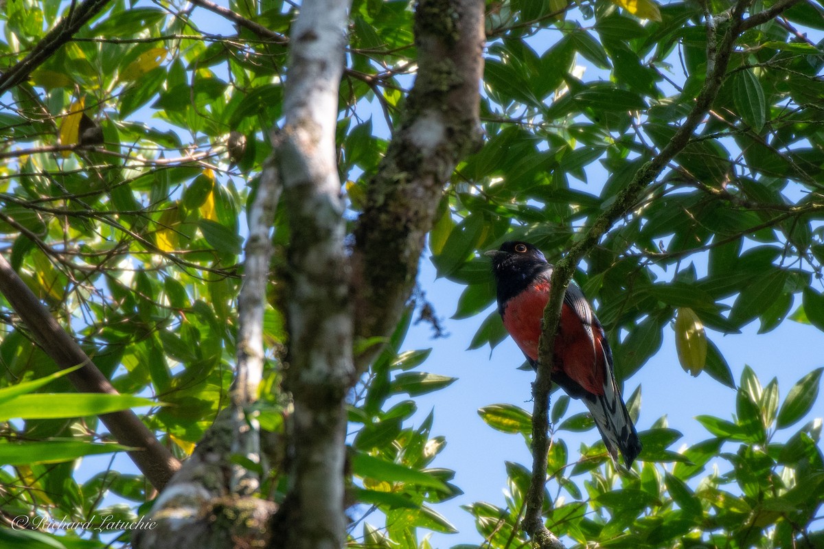 Surucua Trogon - ML122694531