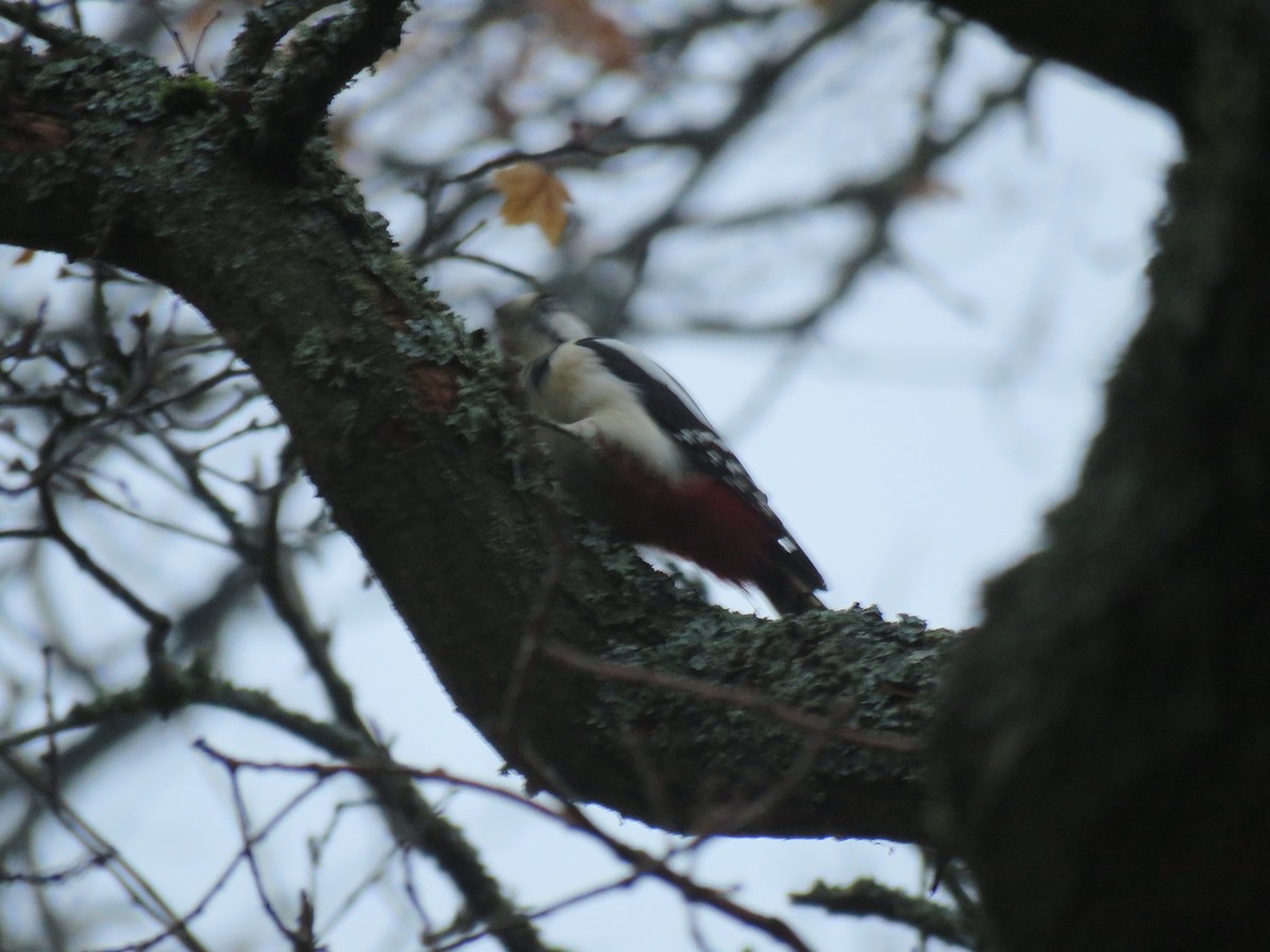 Great Spotted Woodpecker - ML122694551