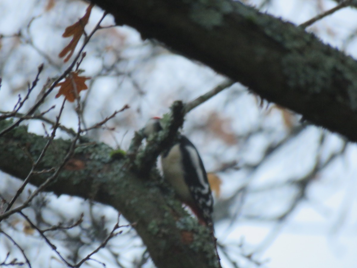 Great Spotted Woodpecker - ML122694571