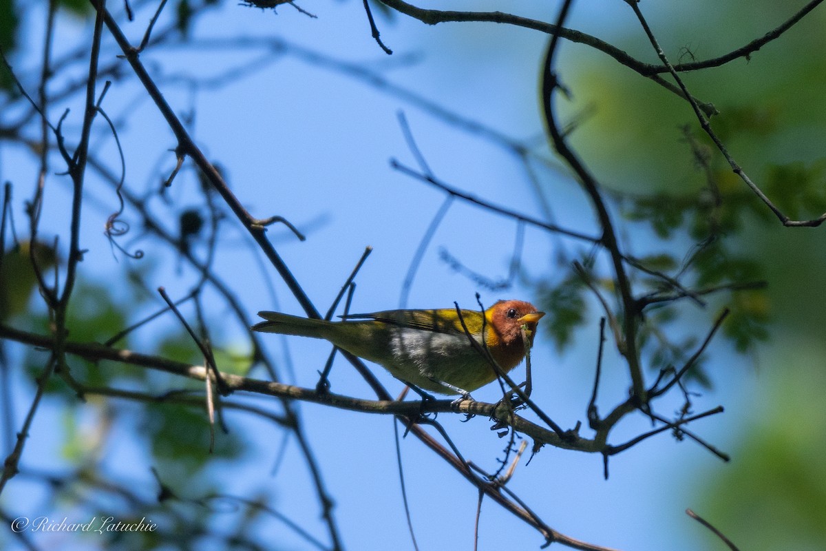Rufous-headed Tanager - ML122694851