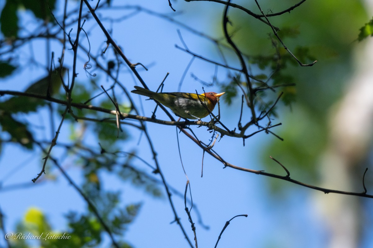 Rufous-headed Tanager - ML122694881