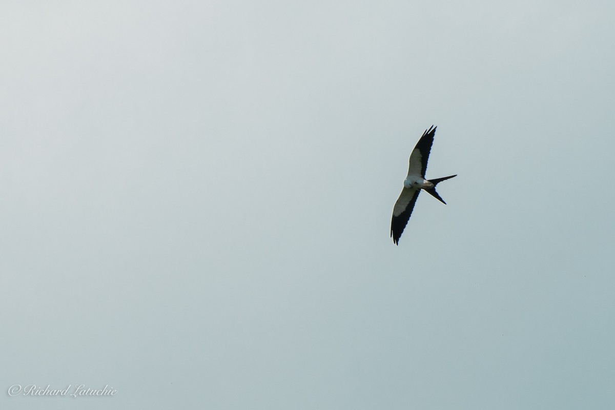 Swallow-tailed Kite - ML122695011