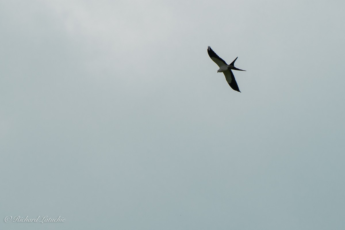 Swallow-tailed Kite - ML122695021