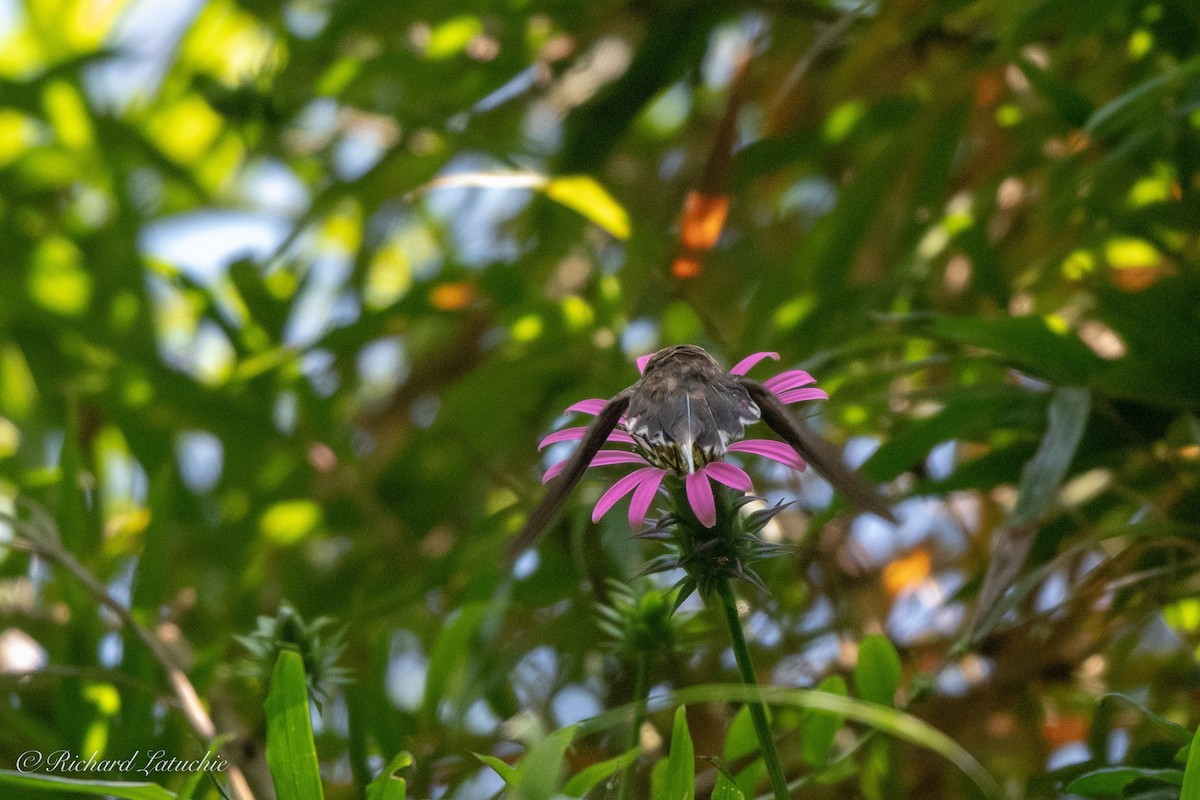 Scale-throated Hermit - ML122695031