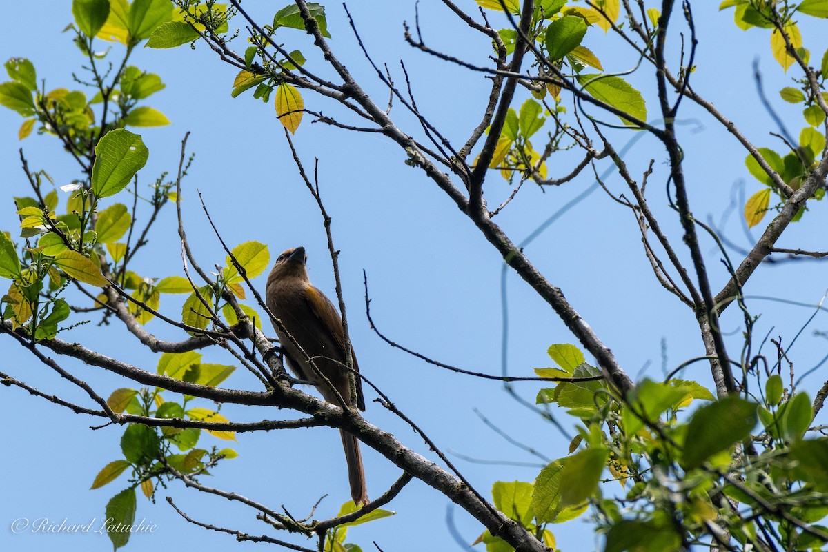 Chestnut-crowned Becard - ML122695171